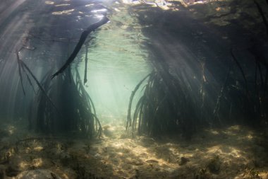 Güneş ışığı Endonezya 'daki Komodo Ulusal Parkı' ndaki bir mangrov ormanının tepe örtüsünden iner. Mangrovlar, genç balıkların ve omurgasızların gelişebildiği ekolojik ve önemli yaşam alanları olarak hizmet ederler..