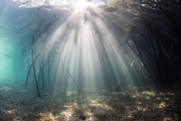 Sunlight descends through the canopy of a mangrove forest in Komodo National Park, Indonesia. Mangroves serve as ecological important habitats where young fish and invertebrates can thrive.