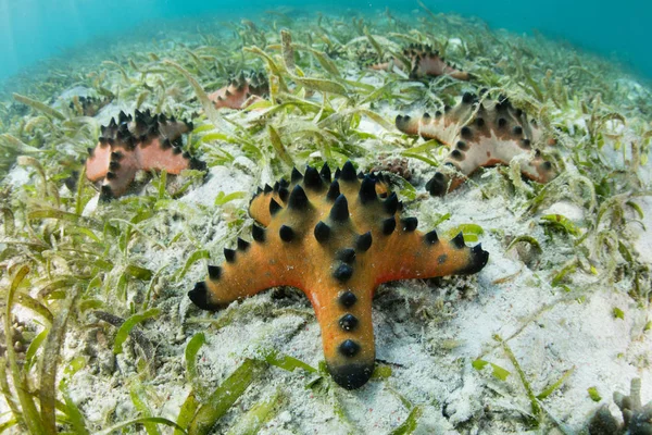 Chocolate Chip Sea Stars Live Shallow Seagrass Meadow Komodo National — Stock Photo, Image