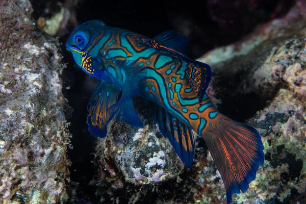 オスのオシクロプス スプレンディダスはバンダ海の岩礁で夕暮れ時に仲間を探します この魚は一晩中産卵する — ストック写真