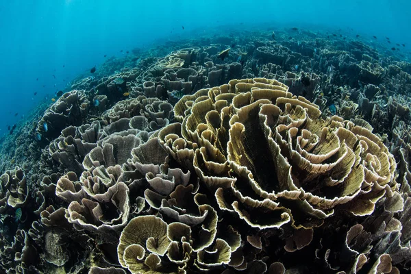 Narin yapraklı mercanlar Endonezya 'daki Komodo Ulusal Parkı' nda bir resif yamacında vahşi bir şekilde yetişir. Flores ve Sumbawa arasındaki bu tropikal alan inanılmaz bir deniz yaşamı barındırıyor..
