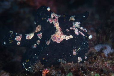 Koyu renkli bir Warty kurbağa balığı, Antennarius maculatus, Endonezya 'da Pulau Sangeang açıklarında siyah bir kum yamacında oturur. Kurbağa balıkları av çekmek için değiştirilmiş omurgayı yem olarak kullanır..