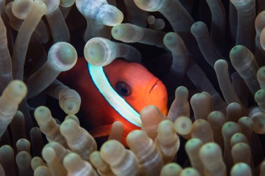 Canlı bir Dusky anemonisi, Amphiprion melanopus, Endonezya 'da bir resifte anemonun dokunaçlarına sokulur.. 