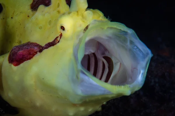 一种色彩艳丽的华氏青蛙鱼 Antennarius Maculatus 在印度尼西亚的普劳三江外的一个黑色沙坡上打呵欠 箭鱼用改进型的脊椎作为诱饵来吸引猎物 — 图库照片