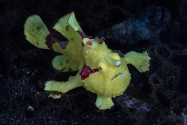 Ein Hell Gefärbter Warziger Anglerfisch Antennarius Maculatus Lauert Einem Schwarzen — Stockfoto