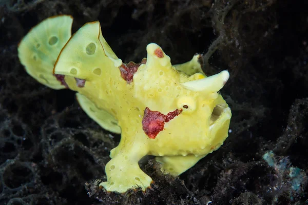 Brightly Colored Warty Frogfish Antennarius Maculatus Waits Ambush Small Prey — Stock Photo, Image