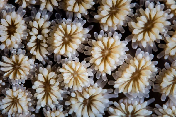 在印度尼西亚科莫多国家公园的珊瑚礁上生长的银河珊瑚的细节 这是在印度洋 太平洋地区发现的数百种造礁珊瑚中的一种 — 图库照片