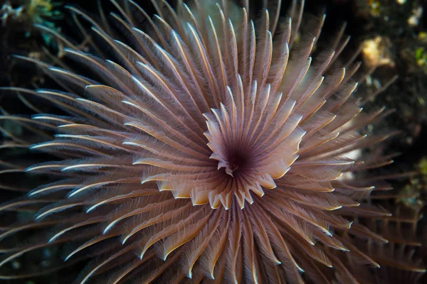 在印度尼西亚的珊瑚礁上 羽毛尘虫的触须形成了一个近乎完美的螺旋形 这些是在热带珊瑚礁上常见的多毛纲蠕虫 — 图库照片