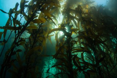 Dev bir yosun ormanı olan Macrocystis pyrifera Kaliforniya kıyısı boyunca akan soğuk doğu Pasifik sularında yetişir. Yosun ormanları şaşırtıcı ve çeşitli deniz biyolojik çeşitliliğini destekler..