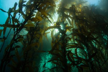A forest of Giant kelp, Macrocystis pyrifera, grows in the cold eastern Pacific waters that flow along the California coast. Kelp forests support a surprising and diverse array of marine biodiversity. clipart