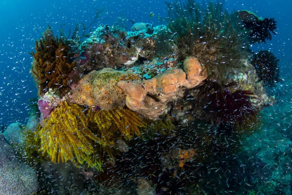 Minuscules Poissons Planent Près Des Coraux Protecteurs Sur Récif Sain — Photo