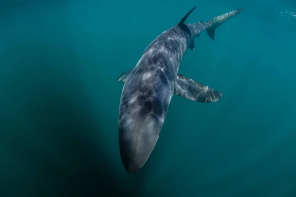 Tiburón Azul Hidrodinámico Prionace Glauca Cruza Través Las Aguas Poco — Foto de Stock