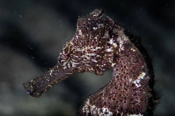 印度尼西亚拉贾安帕塔的海马的细节 依附在珊瑚礁海底的河马 这些不寻常的小鱼擅长伪装 很少见 — 图库照片