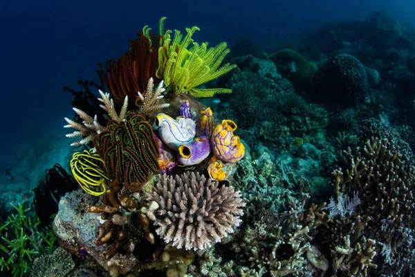 Crinoids Tunicates Corals Sponges Grow Beautiful Reef Raja Ampat Indonesia — Stock Photo, Image