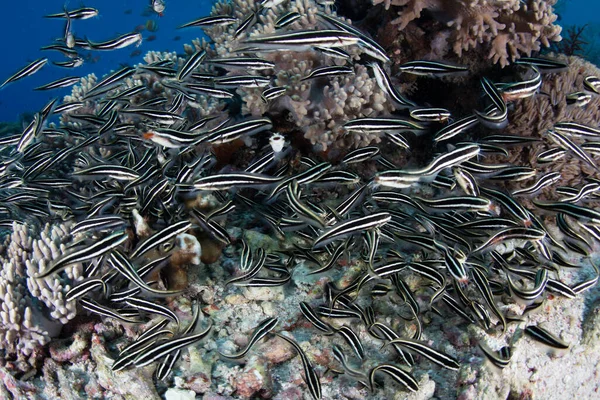 Школа Striped Eel Catfish Plotosus Lineatus Роїться Морському Дні Пошуках — стокове фото