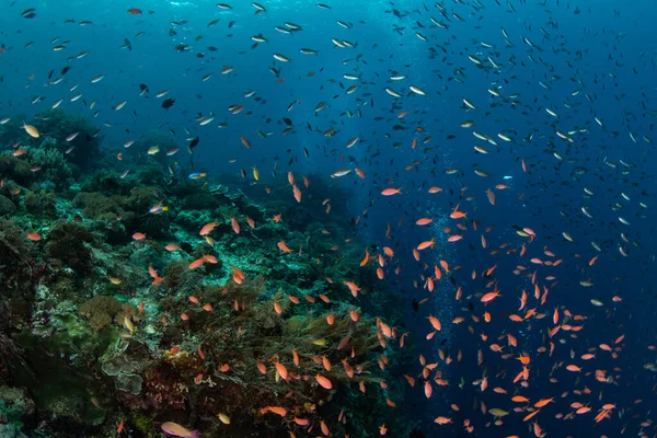Здоровому Рифі Алорі Індонезія Біля Коралів Нависає Маленька Барвиста Риба — стокове фото