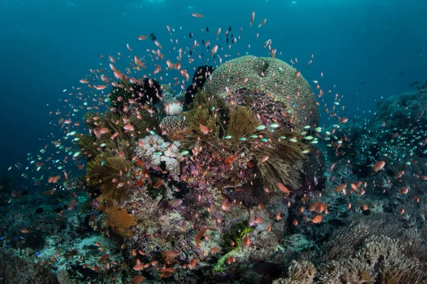 Small Colorful Fish Hover Corals Healthy Reef Alor Indonesia Remote — Stock Photo, Image