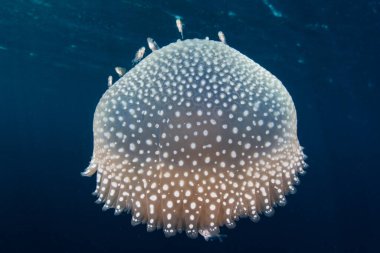 Endonezya 'daki açık okyanusa doğru hızla sürüklenen güzel bir denizanası mavi sularda sürüklenir..