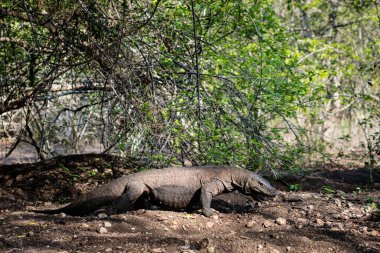 Bir Komodo ejderhası, Varanus komodoensis, Endonezya 'daki Komodo Ulusal Parkı' nda sürünerek ilerliyor. Komodo ejderhaları parktaki birkaç adada bufalo, geyik, domuz ve maymun avlıyor..