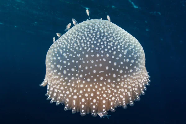 Beautiful Jellyfish Drifts Blue Water Swift Current Pushes Open Ocean — Stock Photo, Image