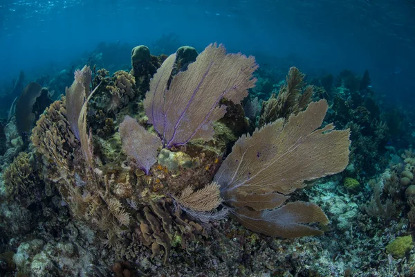 Fani Morza Rosną Płytkiej Rafie Koralowej Atolu Turneffe Belize Rafy — Zdjęcie stockowe