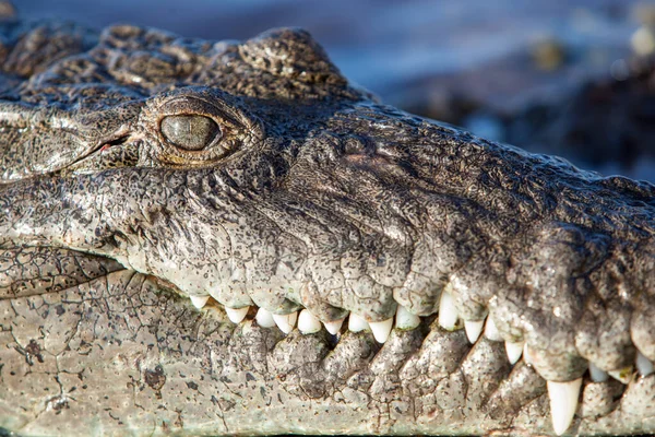 Cocodrilo Americano Crocodylus Acutus Acecha Borde Del Agua Mar Caribe — Foto de Stock