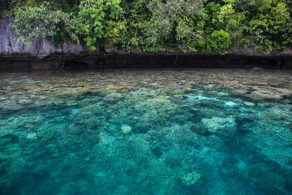 Здорові Корали Процвітають Мілководді Вздовж Вапнякового Острова Лагуні Палау Палау — стокове фото