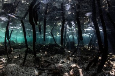 Güneş ışığı Endonezya 'nın Raja Ampat kentindeki karanlık, gölgeli bir mangrov ormanına sızar. Mercan Üçgeni' nin bu ücra ve tropikal bölgesi muhteşem deniz yaşamı koleksiyonuyla bilinir..