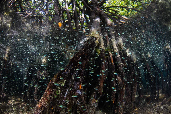 Pequeño Enjambre Peces Alrededor Las Raíces Apoyo Bosque Manglares Raja — Foto de Stock