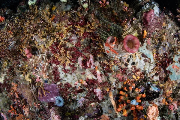 Renkli deniz omurgasızları Endonezya 'nın Raja Ampat kentindeki bir resif duvarını tamamen kaplıyor. Mercan Üçgeni 'ndeki bu uzak, tropikal bölge muhteşem deniz yaşamı koleksiyonuyla bilinir..