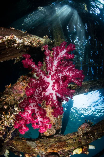 Vibrant Soft Corals Thrive Wooden Jetty Raja Ampat Indonesia Remote — Stock Photo, Image