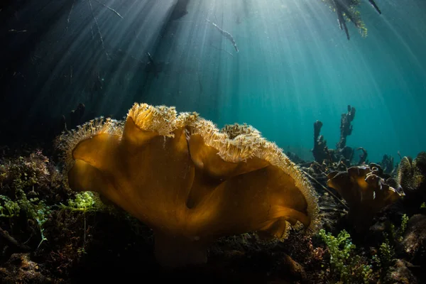 Piękny Miękki Koralowiec Rośnie Skraju Lasu Namorzynowego Raja Ampat Indonezji — Zdjęcie stockowe