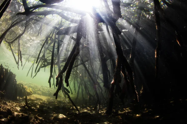 Sonnenlicht Filtert Einen Dunklen Schattigen Mangrovenwald Raja Ampat Indonesien Diese — Stockfoto