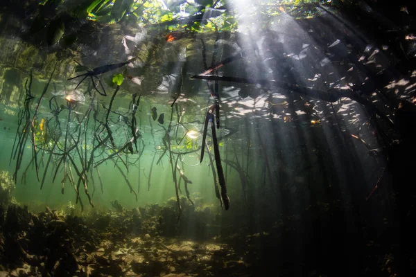 Güneş ışığı Endonezya 'nın Raja Ampat kentindeki karanlık, gölgeli bir mangrov ormanına sızar. Mercan Üçgeni' nin bu ücra ve tropikal bölgesi muhteşem deniz yaşamı koleksiyonuyla bilinir..