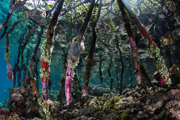 Renkli Omurgasızlar Endonezya Nın Raja Ampat Kentindeki Mangrov Pervane Köklerinde — Stok fotoğraf