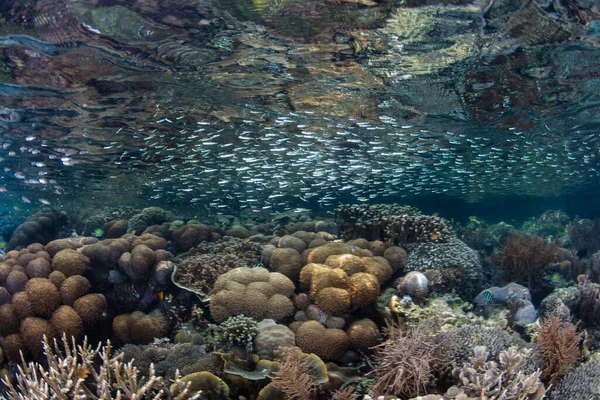 Una Amplia Variedad Corales Prosperan Aguas Poco Profundas Raja Ampat —  Fotos de Stock