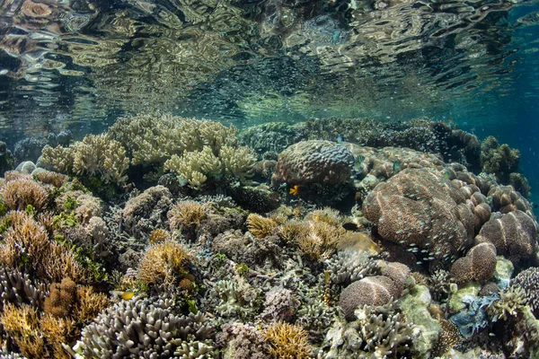Ampia Varietà Coralli Prosperano Acque Poco Profonde Raja Ampat Indonesia — Foto Stock