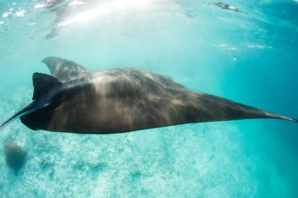 Manta Ray Manta Alfredi Egy Takarítóállomás Közelében Hajózik Raja Ampatban — Stock Fotó