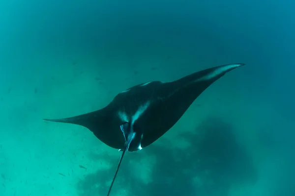 Ein Manta Rochen Manta Alfredi Kreuzt Der Nähe Einer Reinigungsstation — Stockfoto