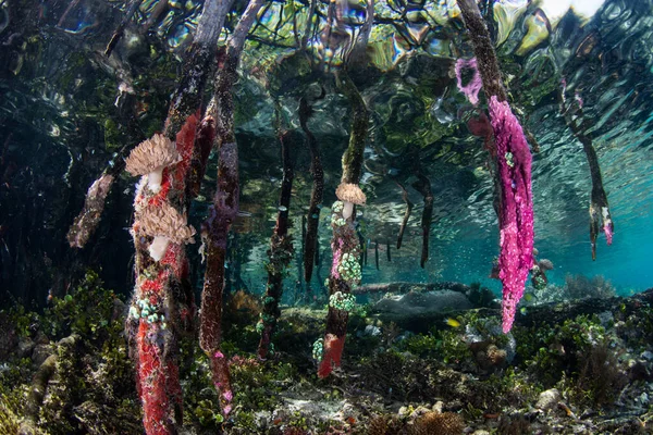 Coloridos Invertebrados Crecen Sobre Raíces Manglar Raja Ampat Indonesia Esta — Foto de Stock