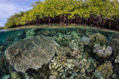 Endonezya 'nın Raja Ampat kentindeki bir mangrov ormanında çeşitli sağlıklı mercanlar gelişir. Bu muhteşem bölge muhteşem deniz biyolojik çeşitliliğine ev sahipliği yapıyor ve dalgıçlar ve şnorkelciler için popüler bir yer..