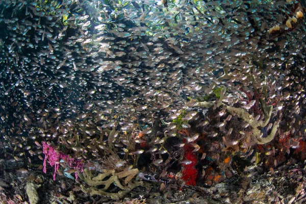 Escola Peixes Cardeais Beira Uma Floresta Manguezais Raja Ampat Indonésia — Fotografia de Stock