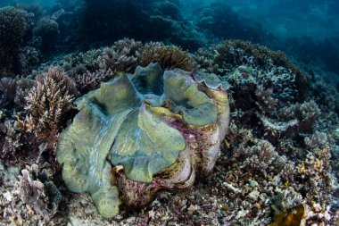 Dev bir istiridye, Tridacna gigas, Endonezya, Raja Ampat 'ta yetişir. Bu muhteşem bölge muhteşem deniz biyolojik çeşitliliğine ev sahipliği yapıyor ve dalgıçlar ve şnorkelciler için popüler bir yer..
