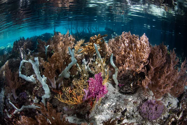 Різноманітні Корали Процвітають Мілководді Раджа Ампаті Індонезія Цей Мальовничий Район — стокове фото