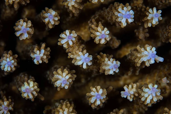 Eine Empfindliche Acropora Koralle Wächst Raja Ampat Indonesien Diese Herrliche — Stockfoto