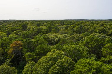 Cape Cod, Massachusetts sahilinden olmayan yoğun bir orman kaplıyor. Bu güzel New England yarımadası Amerika 'nın dört bir yanından gelen birçok insan için popüler bir yaz tatili merkezidir..