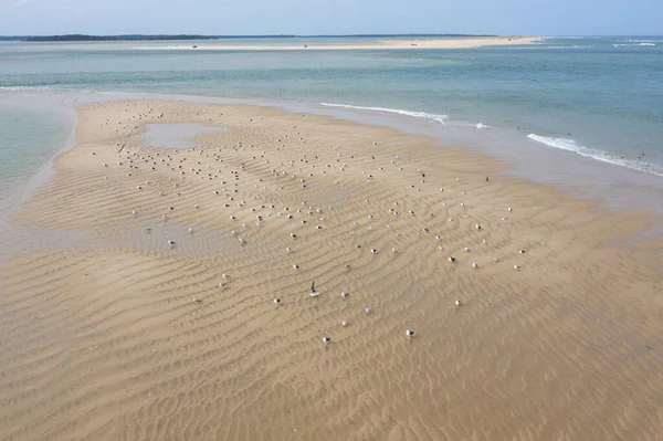 海鸥栖息在马萨诸塞州柯德角的沙滩上 这个风景秀丽的半岛是新英格兰受欢迎的夏季度假胜地 — 图库照片