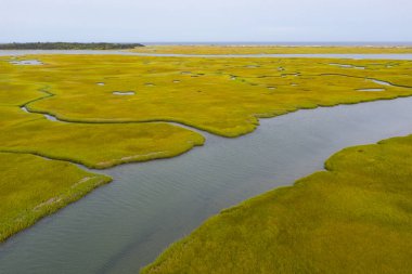 Cape Cod, Massachusetts 'te tuz bataklıkları ve haliçler bulunur. Çeşitli kuşlar, balıklar ve deniz omurgasızları için sakin bir yuva, beslenme ve üreme ortamı sağlarlar.. 