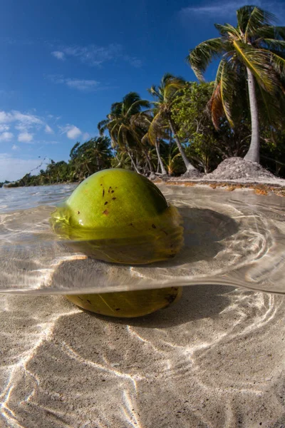 Een Kokosnoot Drijft Ondiep Water Bij Een Afgelegen Strand Caribische — Stockfoto