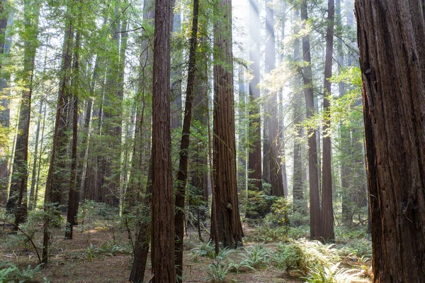 Feixes Luz Solar Perfuram Uma Floresta Sequoias Escura Imponente Humboldt — Fotografia de Stock